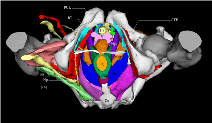 vagina-anatomy-nn